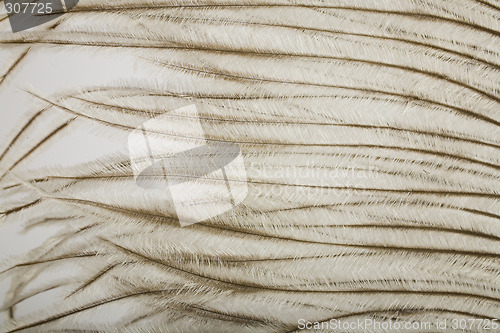 Image of feather