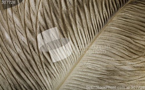 Image of feather