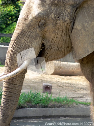 Image of Elephant 1