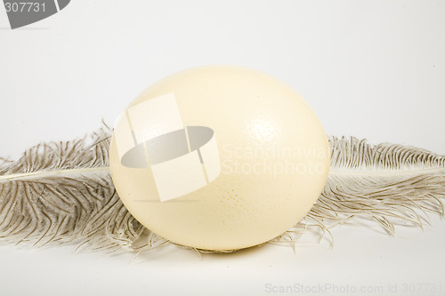 Image of Huge ostrich's egg and feather