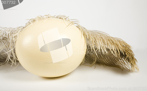 Image of Huge ostrich's egg and feather