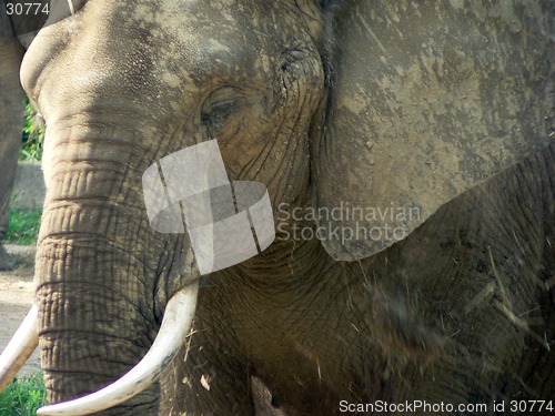 Image of Elephant 2