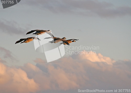 Image of Geese over the clouds in the sunset.