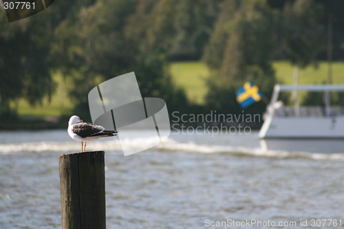 Image of A Seagull looking at the Swedish Flag