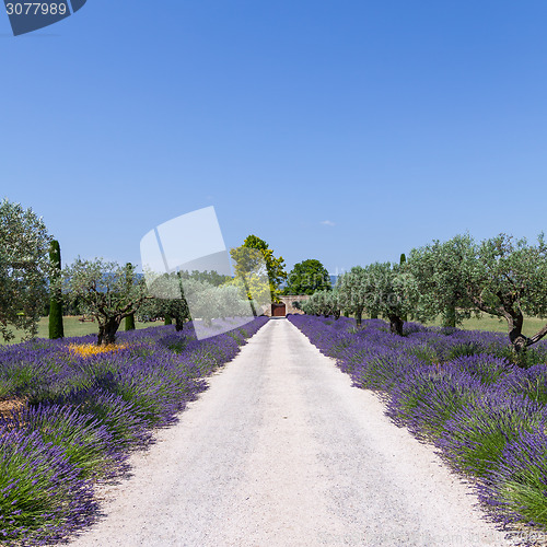 Image of Lavander garden