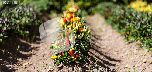 Image of Hot peppers plant