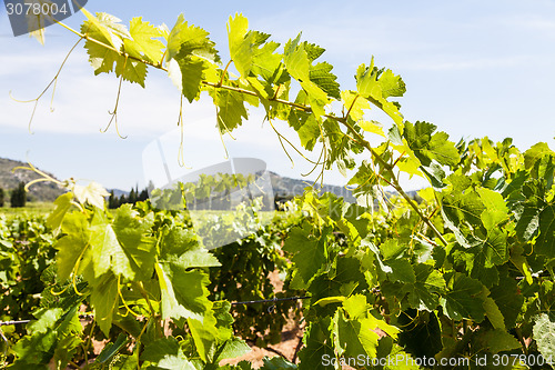 Image of Provence vineyard