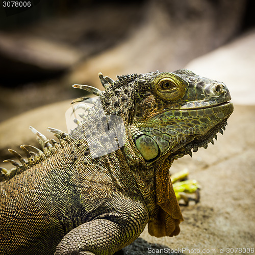 Image of Green Iguana