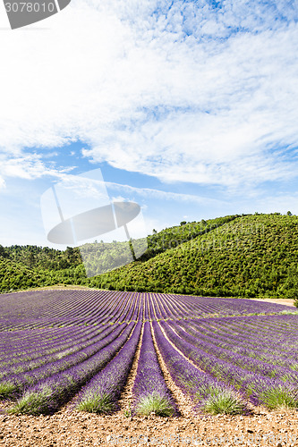 Image of Lavander field