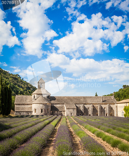 Image of Lavander field