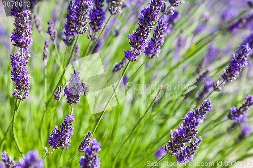 Image of Lavander field