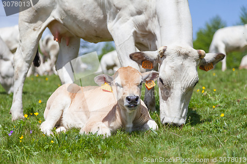 Image of Free calf on Italian Alps