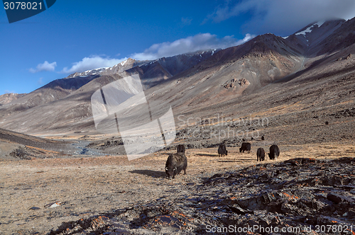 Image of Yaks in Tajikistan