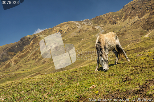 Image of Horse in Himalayas