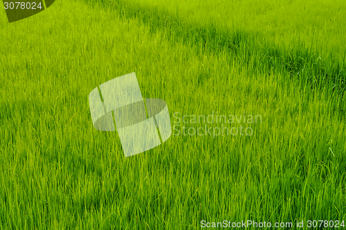 Image of Rice field