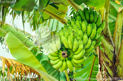Image of Bananas on tree