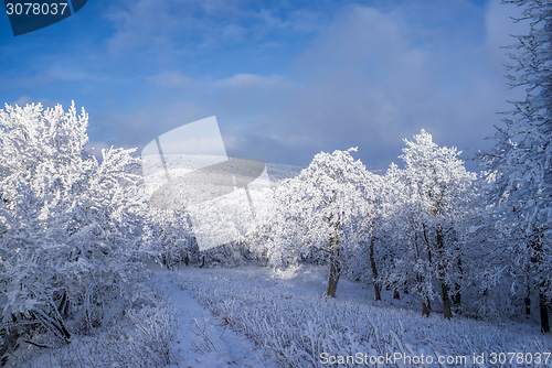 Image of Winter
