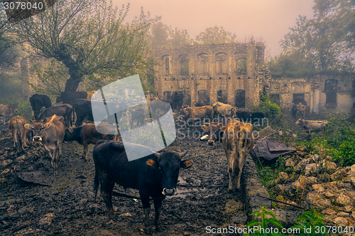 Image of Livestock in Karabakh