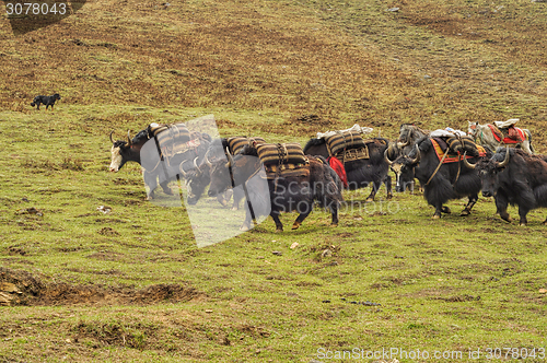 Image of Yaks in Nepal