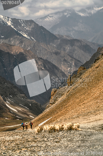 Image of Sheep in Himalayas