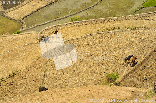 Image of Ploughing fields in Nepal