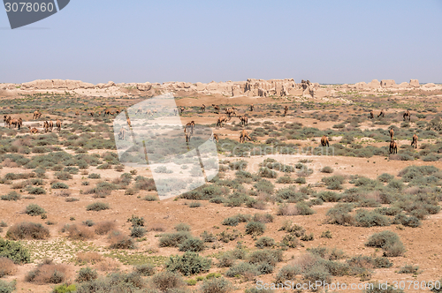 Image of Camels in Turkmenistan