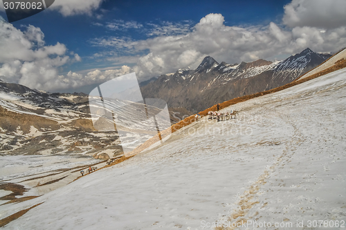 Image of Mules in Himalayas