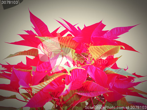 Image of Poinsettia Christmas star