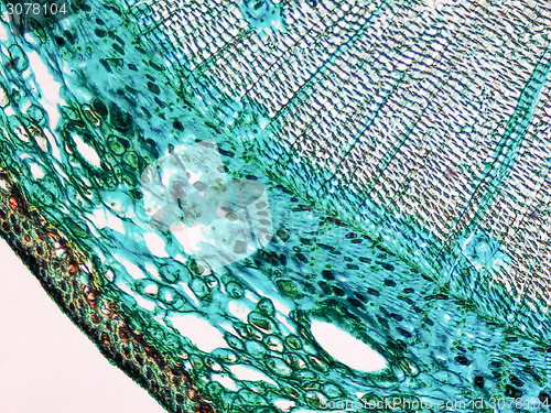 Image of Pine Wood micrograph