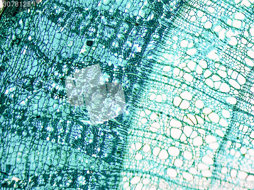 Image of Tilia stem micrograph