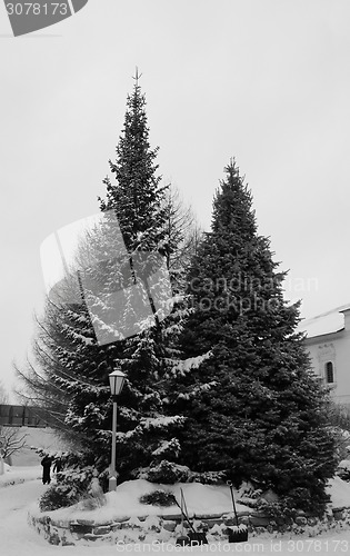 Image of Green Christmas tree 