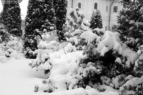 Image of Green Christmas tree 