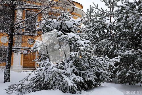 Image of Green Christmas tree 