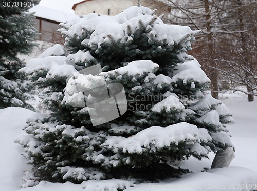Image of Green Christmas tree 