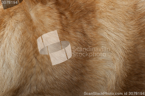 Image of Dog Fur