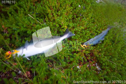 Image of haddock on a rod night sea fishing in Scandinavia