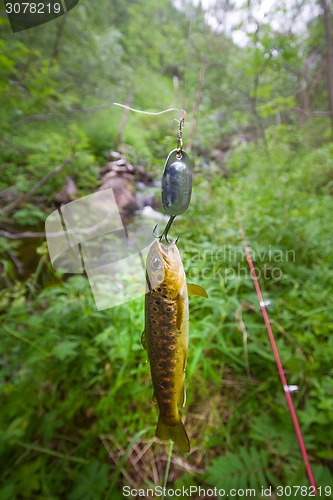 Image of salmon fishing in a polar creek