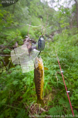 Image of salmon fishing in a polar creek