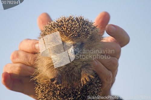 Image of hedgehog in hands trust leaving care