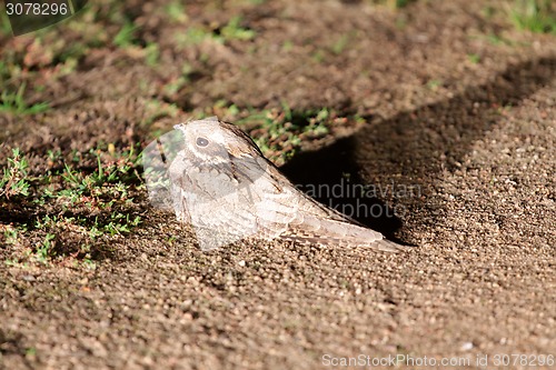 Image of bird  goatsucker night hid in summer