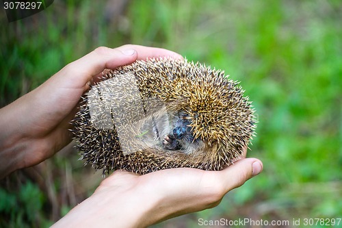 Image of hedgehog in hands trust leaving care