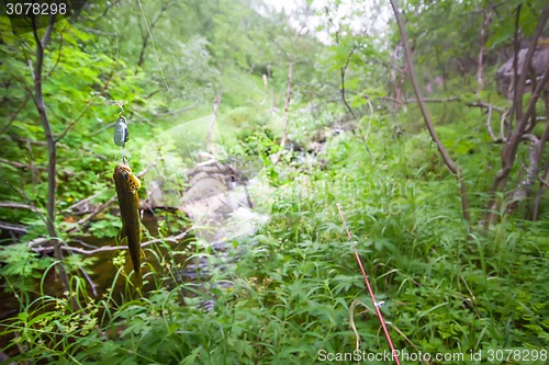 Image of salmon fishing in a polar creek