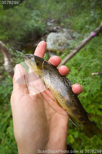 Image of salmon fishing in a polar creek