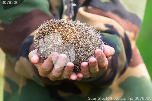 Image of hedgehog in hands trust leaving care