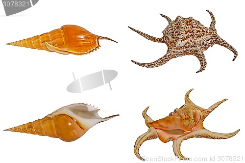 Image of Sea shells set.