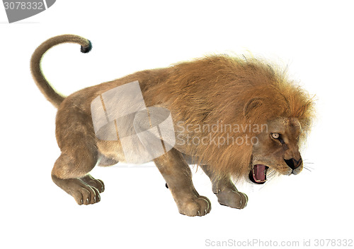 Image of Angry Lion