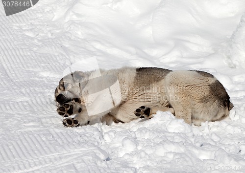Image of Dog sleeping on ski slope
