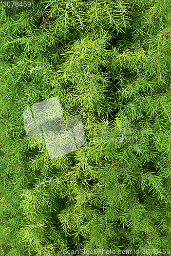 Image of Branches of juniper