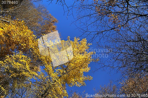 Image of Autumn trees in blue sky