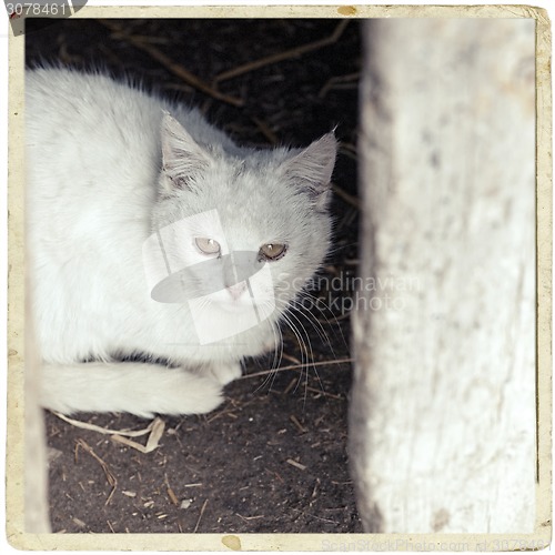 Image of White cat sitting under the table